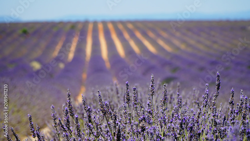 Valensole purple lavender fields in France.