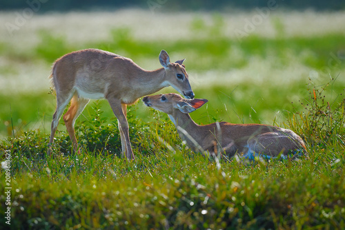 Deer couple in the grass