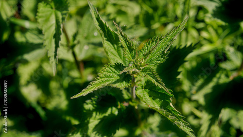 Photos Green stinging nettle plant, close-up of fresh urtica dioica leaves in sun light