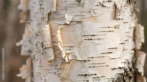 Macro close-up of peeling white birch tree bark showing layered paper-thin strips and natural markings, organic texture