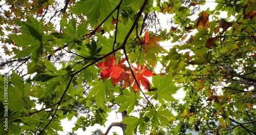 Several vivid red maple leaves stand out among surrounding green foliage, gently swaying in breeze. Sunlight filters through canopy, creating beautiful backlit display of early autumn transition.