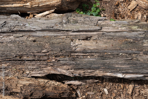 Foto A decaying fallen tree trunk features a cracked rotting wood texture background