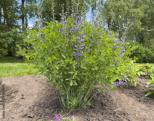 Purple false indigo Baptisia flowers blooming in garden