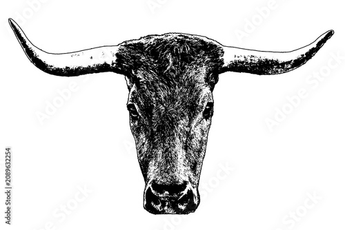 Isoalted grpahic of bull head in front view shot