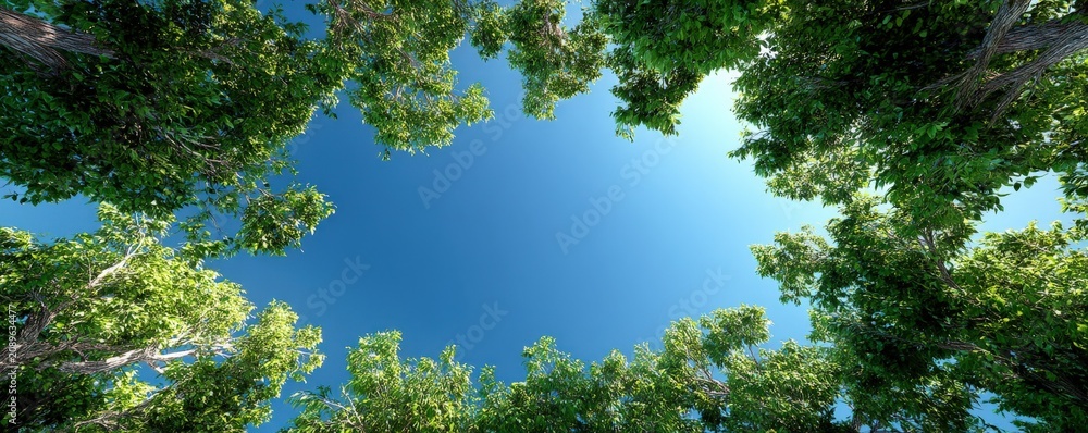 Fototapeta premium Looking up through vibrant green trees towards a clear, bright blue sky on a sunny day