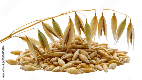 Photos Isolated oat panicle with golden grains and a heap of raw cereal seeds for healt