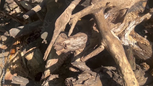 Close-up view of ancient tree roots with textured bark and natural details, showing the strength, age, and beauty of a mature tree in an outdoor environment.