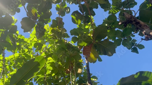 Sunlight shining through green tree leaves with a clear blue sky background, creating a peaceful natural canopy scene with fresh foliage and outdoor atmosphere.