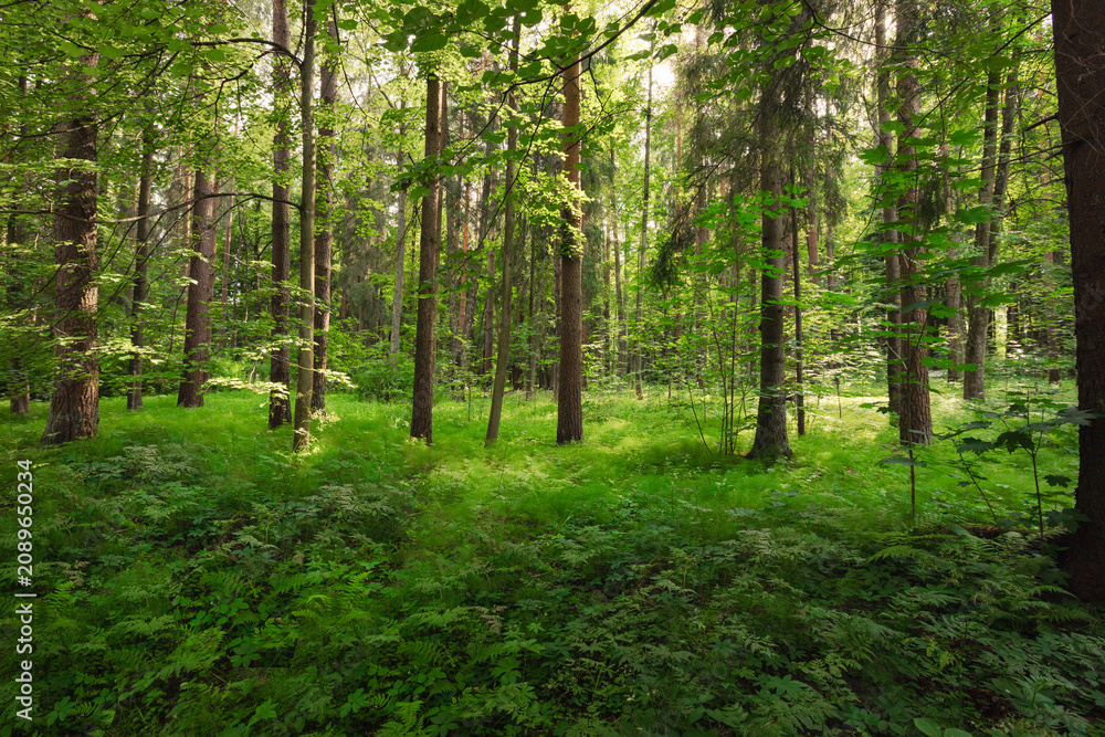 Obraz premium Trees in the forest. Mixed forest on a sunny summer day.