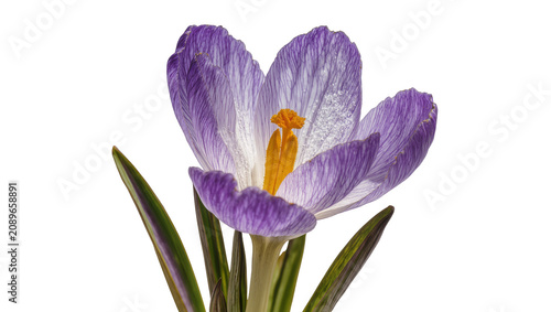 Cuadro en lienzo Isolated beautiful purple crocus flower with intricate petal veins and bright orange anthers