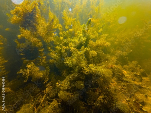 Ceratophyllum demersum macro image, underwater aquatic plant compete green algae for organic matter, shallow freshwater aquascape, low visibility muddy murky water, Kobylnia river in Pryborivka