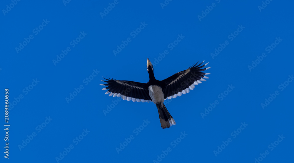 Obraz premium Oriental pied hornbill (Anthracoceros albirostris) bird in flight.