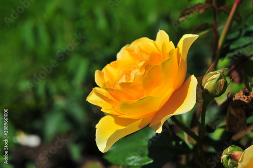 Close up of a vibrant yellow rose in full bloom surrounded by green foliage in a garden setting. Ornamental flowering shrub concept featuring elegant petals, botanical beauty, and seasonal floral