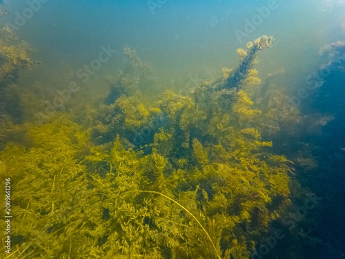 Ceratophyllum demersum on silt bottom, underwater aquatic plant compete green algae for organic matter, shallow freshwater aquascape, low visibility muddy murky water, Kobylnia river in Pryborivka