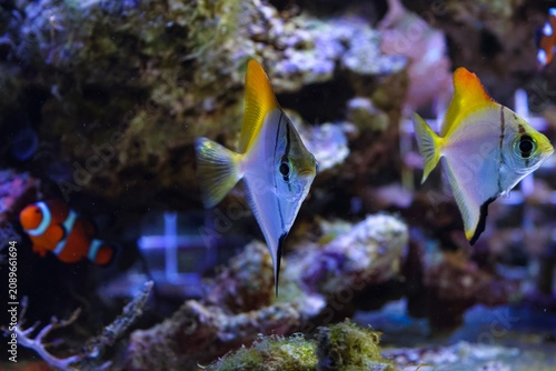 Monodactylus argenteus fish in reef marine aquarium, moonyfish iridescent juvenile coloration, experienced aquarist pet aquafarming, coquina stone filter design, blur background bokeh, laminar current