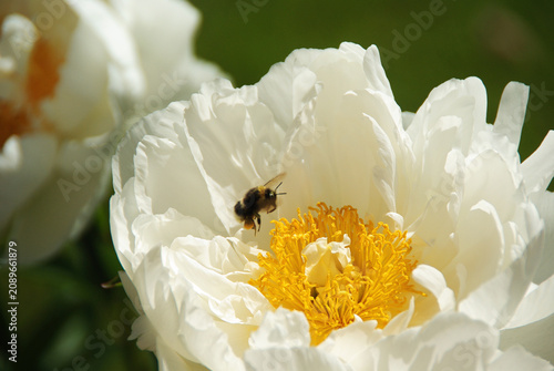 Close up of a fully opened white peony flower with a bee gathering pollen from its golden center. Garden wildlife and botanical concept featuring pollination, ornamental horticulture, and seasonal