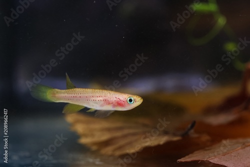 Slika na platnu Aphyosemion australe female fish, orange colour morph on leaf litter, African en