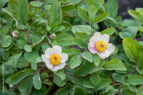 Bild auf Leinwand Botanical close-up of wild peony (Paeonia mlokosewitschii), also known as Molly the Witch peony, with ivory petals delicately flushed pink and golden stamens blooming in a spring garden