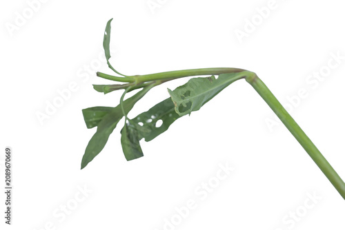 Fotografie Damaged green plant shoot with holey leaves isolated on plain png background fil