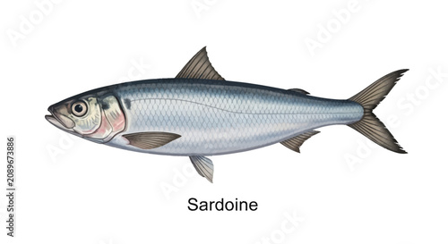 Detailed Scientific Illustration of a Sardine Fish Isolated on a White Background for Marine Biology Education