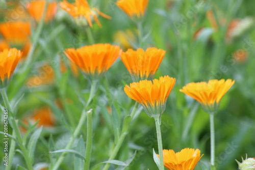 Obraz na płótnie Ringelblumen