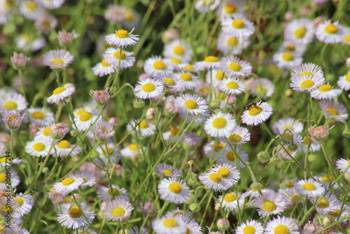 Cuadro en lienzo Einjährige Berufkraut , Erigeron annuus, Feinstrahl