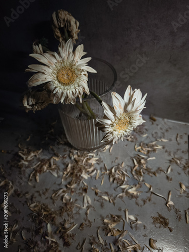 Quadro su tela Withered gerbera flowers dying in glass vase