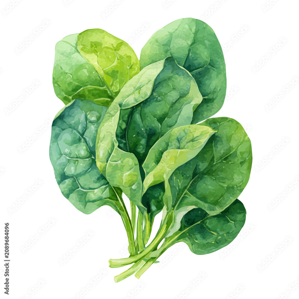 Fototapeta premium Spinach, watercolor vector, isolated on a white background.