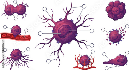Konstfotografi Cancer Cell Development Diagram Showing Mitosis Tumor Growth Angiogenesis Metast