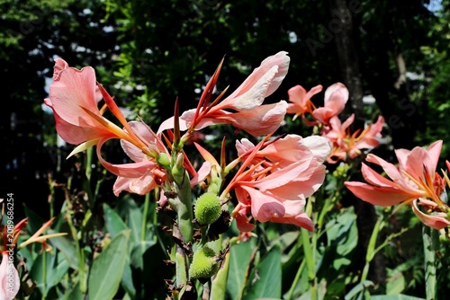 Red Canna Lily flowers and fruits in a park