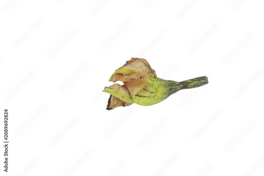 Fototapeta premium Wilted yellow flower on transparent background for design
