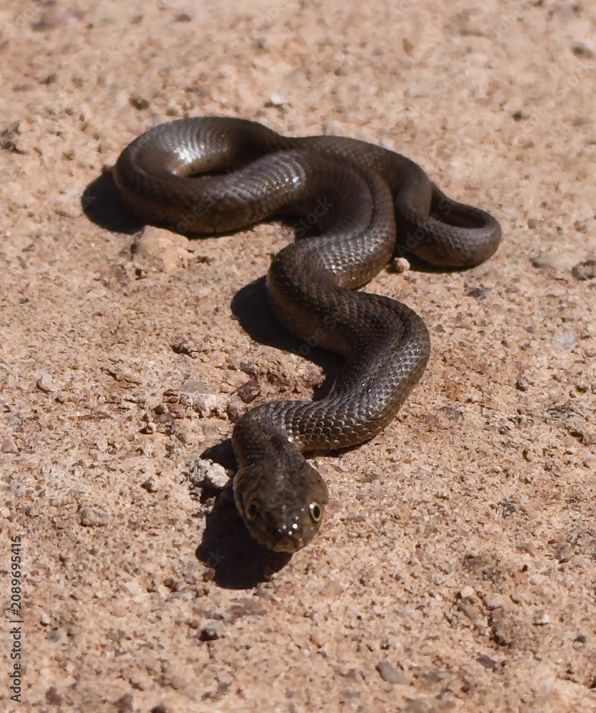 Fototapeta premium A high-angle, close-up view of a small wild snake crawling on sandy, rocky soil under bright daylight, focusing on its head and scales.