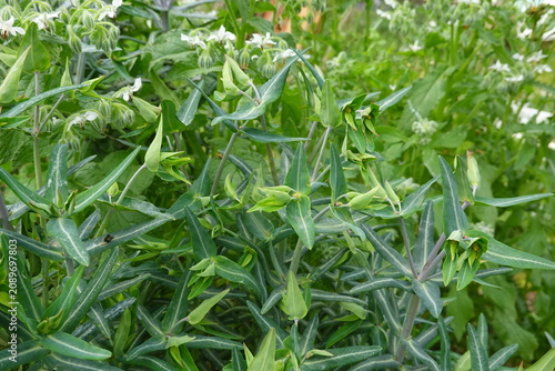 Foto Caper spurge growing outdoors with green leaves