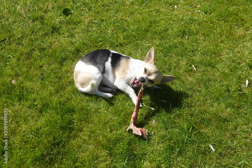 Fényképezés Chihuahua dog puppy gnawing bone on green grass