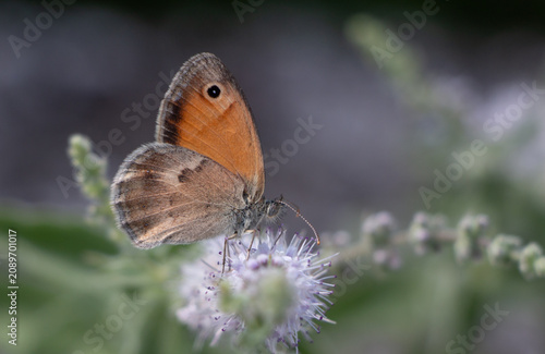 Small heath butterfly on white wild mint flower in Greece during summer.