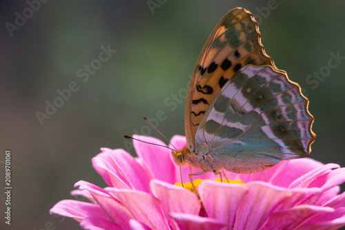 Silver-washed fritillary butterfly on pink zinnia flower with copy space.