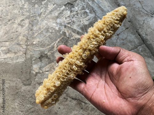 Fotografie Hand holding an empty eaten corn cob against a concrete background