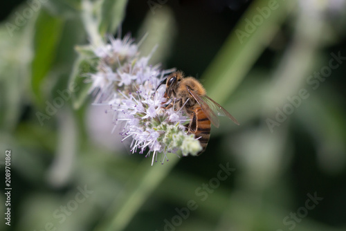 Honey bee on blooming wild mint flower in Greece during summer.