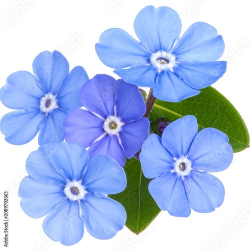 Close-up of blooming purple and white forget-me-not flowers.