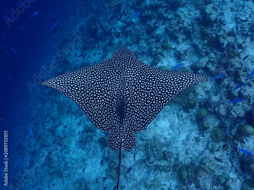 Fotografie Spotted Eagle Ray Swimming Above Coral Reef in Clear Tropical Blue Water