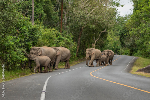 THAILAND NAKHON NAYOK KHAO YAI NATIONALPARK ROAD ELEPHANT