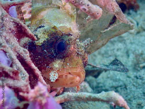 Foto Scorpionfish hiding among coral rubble on the seabed