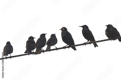 Quadro su tela Common starlings (Sturnus vulgaris) on a wire isolated on a white background