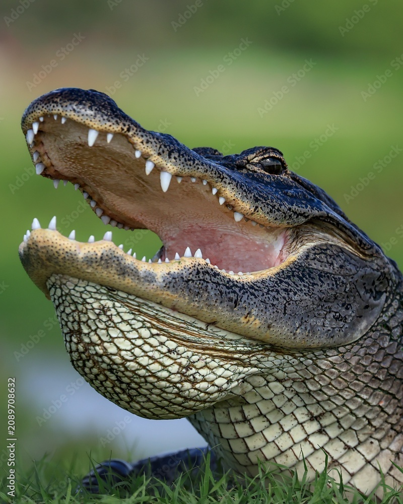 Obraz premium Massive Alligator Gaping Thermoregulating Yawning 