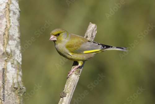 Foto Male common greenfinch sitting on a wooden log in nature