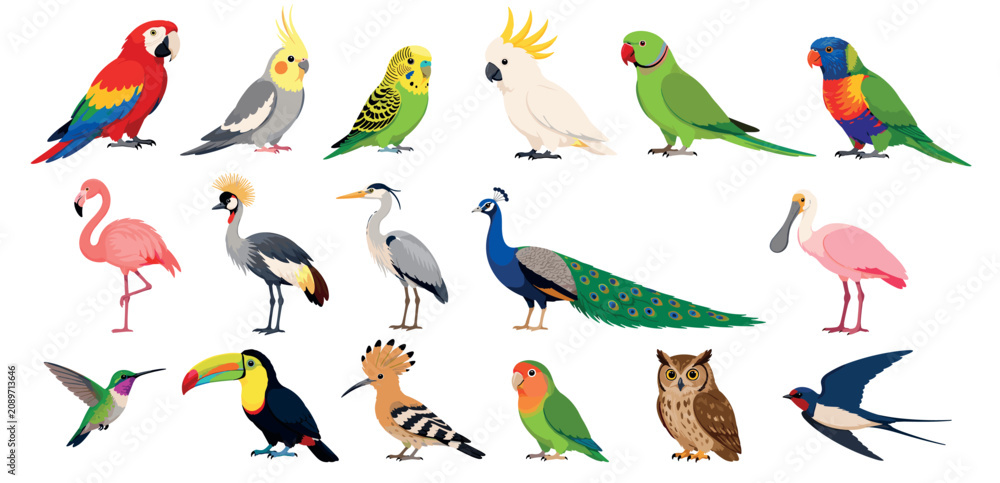 Fototapeta premium Diverse set of colorful bird illustrations featuring exotic and common species like a parrot, toucan, flamingo, peacock, owl, and hummingbird in a detailed flat cartoon style