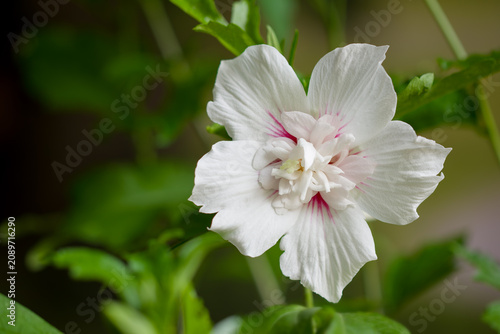 Foto Hibiscus Syriacus weiss-rot gefüllt