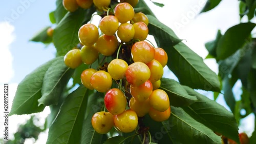 Ripe sweet cherries hanging on a tree branch in the garden. Fresh summer fruit ready for harvest. Natural vitamin-rich berries, organic cultivation, and healthy dessert concept.