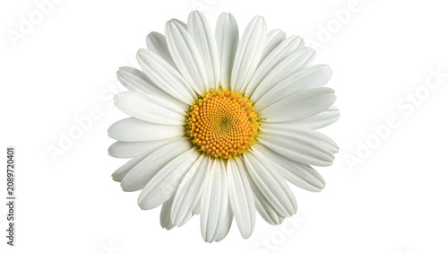 Bild auf Leinwand Beautiful fresh white daisy flower chamomile blossom element isolated on a trans