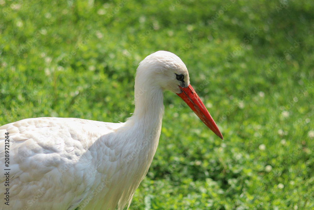Obraz premium White stork -Ciconia ciconia. Adult European White Stork Standing In Green Summer Grass. Wild Field Bird. Close-up portrait of a stork. migratory bird. High quality photo